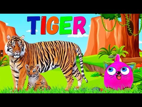 Animals for Kids |Tiger| Bengal Tiger | animal facts | Adventure With Whiskers