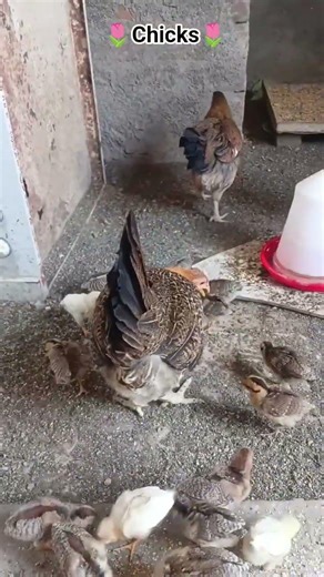 coc hen and chicks#viralvideo#trendingvideo#shortsvideo#