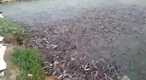 307K views · 5K reactions | ÉLEVAGE DE POISSONS | LES Merveilles De Wagadou | Facebook