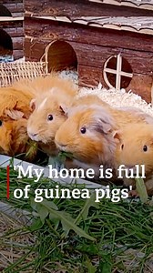 An animal enthusiast has found her home full of guinea pigs after a year spent rescuing and rehoming the unwanted pets. | BBC Hampshire & Isle of Wight