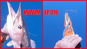 120K views · 1.6K reactions | 100’s of Wahoo! - Insane Wahoo Spearfishing | Diving With Sharks | Facebook