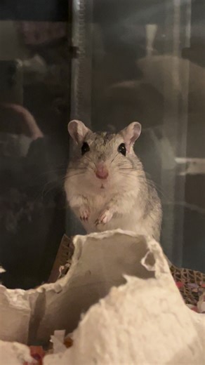 Jiro the gerbil and his brother are available for adoption via OSAR 🩶 #gerbils #oregonsmallanimalresources #oregon #rodentrescue #animalrescue