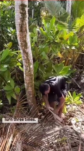 The Ninja Technique to Climb a Palm Tree in Seconds