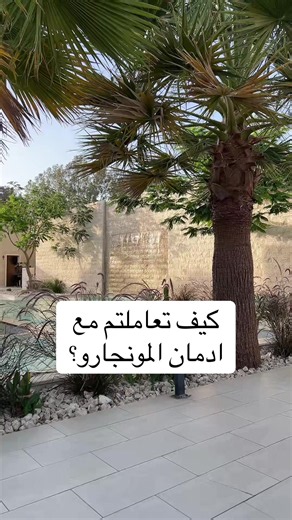 كيف أتغلب على إدمان المونجارو؟ نصائح يومية وتجاربي