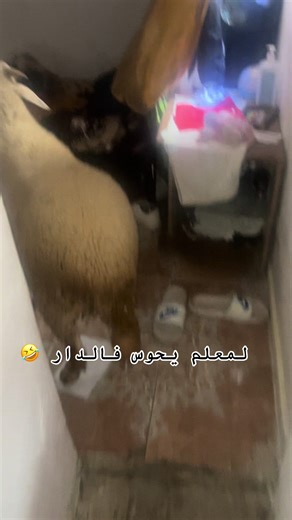 مشألله و تبارك الله 🥰#علوش #مشألله_تَبَارَك_اللَّه