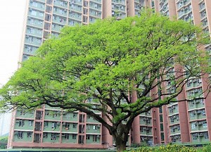 Who did yew root fir? Hong Kong’s favourite trees, according to a public vote | Coconuts