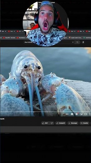 El MEME de la LANGOSTA AZUL es realmente EXTRAÑO... #shorts #meme #bluelobster