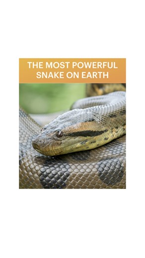 Prepare to be awestruck by the Green Anaconda, one of the largest and most powerful snakes on Earth! Native to the swamps, marshes, and slow-moving rivers of South America, these incredible reptiles are masters of camouflage, blending seamlessly into their watery, lush surroundings with their olive-green skin patterned with dark, round blotches. While not the longest snake, the green anaconda is the heaviest and most massive boa species, capable of growing to impressive lengths (over 20 feet!) a
