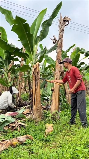 RT 40425001644 mini rotary tillage and ridging all-in one tree 🌲 short view