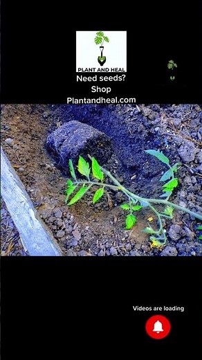 🍅🌱 Mastering Trench Planting for Tomatoes! 🌿✨