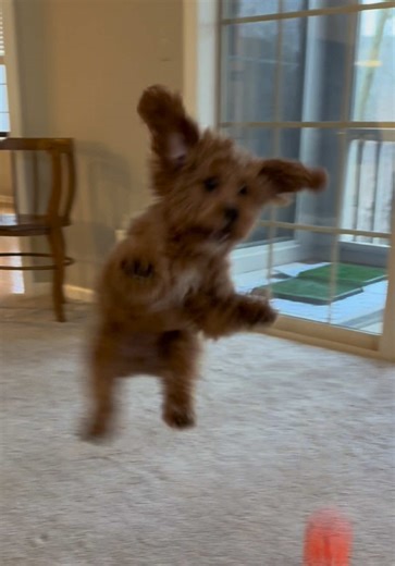 Adorable Cavapoo Puppy Jumping Around