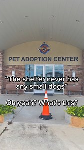 Think small dogs are hard to find? Think again. 🐶💕 We’ve got plenty of pint-sized pups waiting for their forever homes and 𝐚𝐝𝐨𝐩𝐭𝐢𝐨𝐧𝐬 𝐚𝐫𝐞 𝐣𝐮𝐬𝐭 $𝟐𝟓! Every adoption includes spay/neuter, vaccines, a microchip, and a whole lot of love already built in. 💙 Come meet your new best friend, try fostering, or just stop by and see who steals your heart! Pasadena Animal Shelter & Adoption Center • 5150 Burke Rd, Pasadena, TX • Shelter: 713-848-5340 | Adoptions: 713-848-5362 • adoptions@