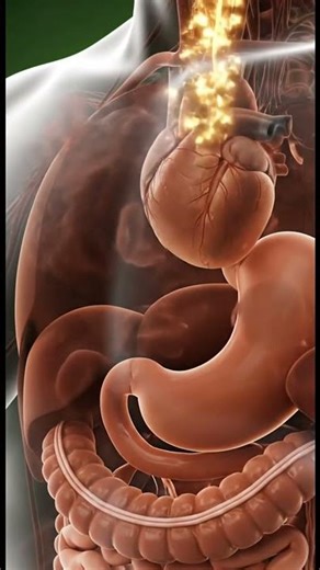 What Happens Inside Your Body When You Drink Chocolate Milkshake | 3D Medical Animation