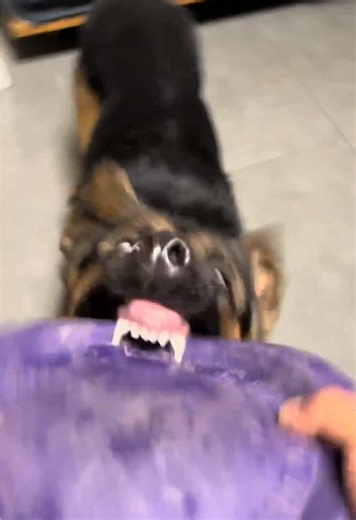 Dumb Dogs🐶 #foryou #fyp #dog #funny #dogsoftiktok