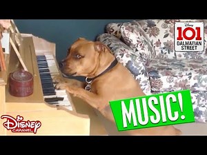 🎸Music | Animals vs Humans | 101 Dalmatian Street | Disney Channel Africa