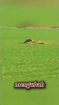 3 Anjing Mengejar Kelinci Sampai Habis-Habisan! 🐇🐕😱