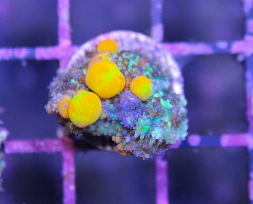 OG Bounce Mushroom - Frag Box Corals