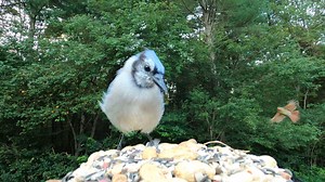 27K views · 1.8K reactions | Blue Jay (Hawk Call), White-breasted Nuthatch, Northern Cardinal, Tufted Titmice | Critter Cam | Facebook
