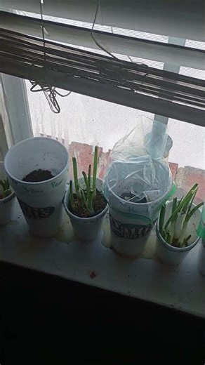Windowsill Germination-It Is Time!