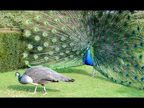 Peacocks VS Peahens