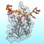 Scientists Look Deeper to See How RNA-editing Enzyme Evolved into a Genome Editor