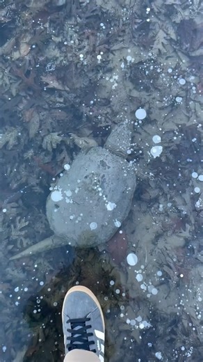 Your National Parks on Instagram: "Turtle brumation is a hibernation-like state in cold conditions where turtles slow their metabolism, remain inactive, and often bury themselves in mud or sand to survive the winter. During brumation, aquatic turtles can survive in frozen water by absorbing oxygen through their skin and cloaca. 👉 always remember to follow the 7 principles of leave no trace when enjoying the outdoors. For more info https://lnt.org #yournationalparks #nationalparks #nationalpark 