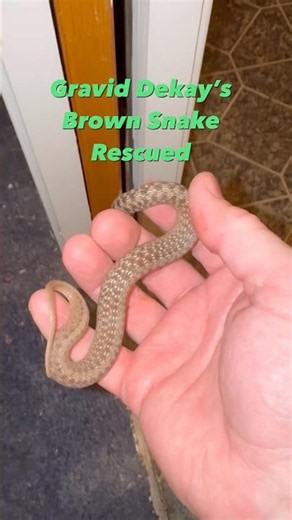 Gravid Dekay’s Brown Snake Rescued