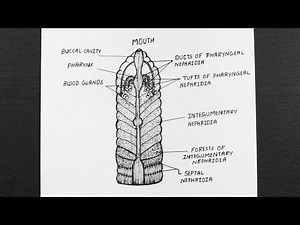 Diagram Of Nephridial System In Earthworm || Class 11 || Biology