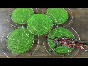 Unang harvest ng Aking BSF | BSF Farming Mindanao