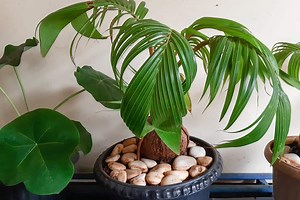 How To Make A Coconut Bonsai Tree