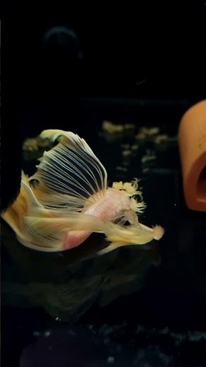 L144 Lemon Blue Eye Bristlenose Pleco