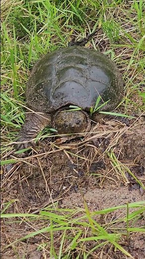 Common Snapping Turtle Pulling Head Partially into Shell