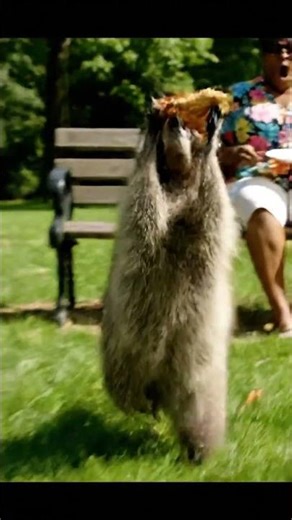 Raccoon Steals Pizza and Runs Away!