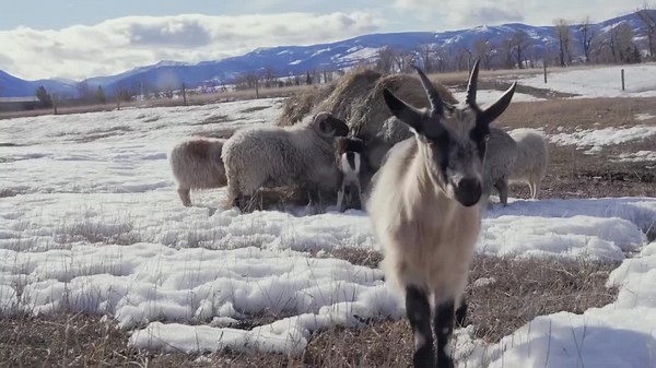 Smokey...Goat? Montana farm's grazing herd helps reduce fire risk