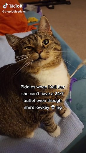 Setting Boundaries with Piddles: A Pet's Persistent Plea