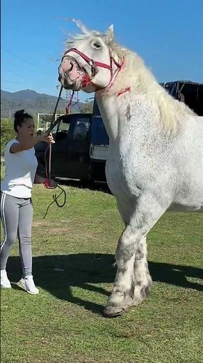 Horse white #horse #equestrianjourney #equestrian #animals