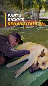 Healing takes a pack. Seventy-one days ago, Ricky lived in fear. Today, he is calm, peaceful, and trusting. This is what patience and rehabilitation can do. Ricky is ready for his forever home. He is available for adoption through @barknbitches. 🐾 La sanación necesita una manada. Hace 71 días, Ricky vivía con miedo. Hoy está en calma, en paz y con confianza. Esto es lo que pueden lograr la paciencia y la rehabilitación. Ricky está listo para su nuevo hogar. Está disponible para adopción a travé