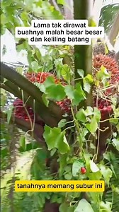 After being neglected for a long time, this oil palm plantation bears abundant fruit #oilpalmplan...