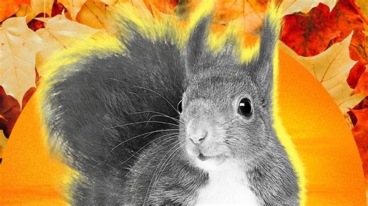 Did you know these five fall facts?