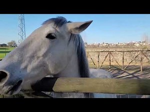 Horses eating apples