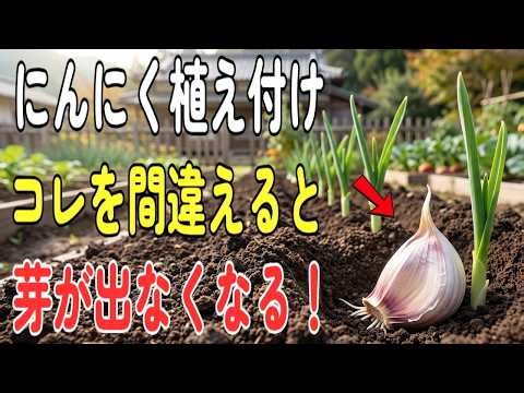 【栽培】にんにくは植え付けでコレを間違えると芽が出ない！今すぐ見直すべき失敗しない植え方と大きな球を育てる極意〜初心者・家庭菜園