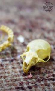 #satisfying #asmr #classiccar #cardetailing | Detail Dane