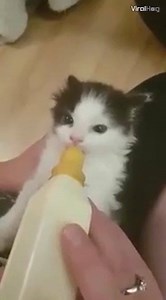 This rescue kitten wiggles its ears every time it's being fed... 🐱😂 | LADbible