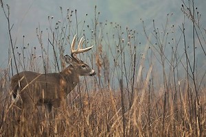 3 Deer Tracking Scenarios, How to Approach Them