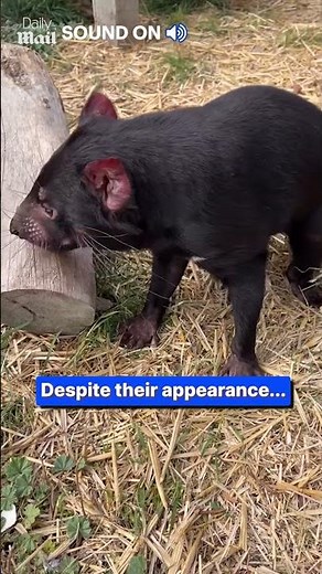 This is what a Tasmanian devil sounds like