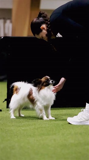 🇨🇿 Vendula Ondráková & Chanel 🐾✨ Papillon power in full effect — tiny frame, huge engine, and those signature butterfly ears flying through the course. Chanel brings the sparkle and the speed, Vendula keeps it neat and connected… and together they make it look effortless. ✨🦋 📸 KarolHanzlova #dogagility #agilitydogs #papillon #agilitycommunity #agilitysport caninesports smallbutmighty agilitylife | Agility Dogs World