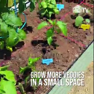 100K views · 700 reactions | Create a simple DIY self-watering planter using common household items and these tips! | HGTV | Facebook