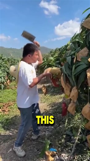 Painted blue mangoes 🟦🥭 | painted