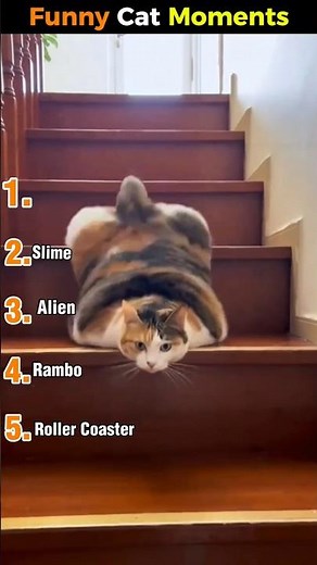 Cats Being Tiny Menaces 😂🐱 | Funniest Cat Moments #cat