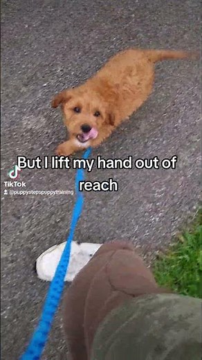 Lead training a puppy, first time on the leash #trainedpuppy